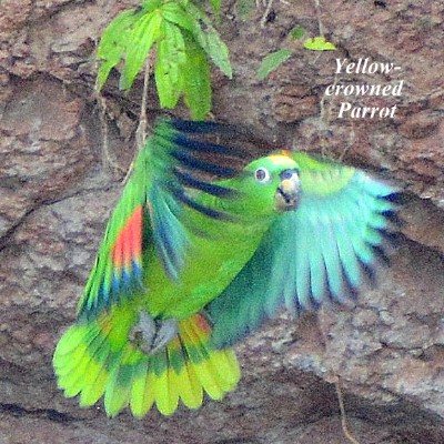 Yellow-crowned Parrot